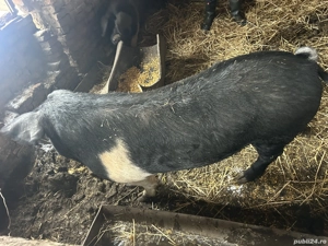 Vier Bazna de vânzare  - imagine 3