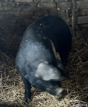 Vier Bazna de vânzare  - imagine 4