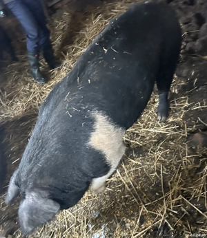 Vier Bazna de vânzare 