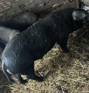 Vier Bazna de vânzare  - imagine 2