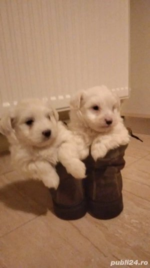 Bichon havanez fete si baieti - imagine 2