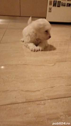 Bichon havanez fete si baieti - imagine 3