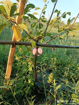Vand livada cu pruni si alti fructiferi 1000 mp intravilan
