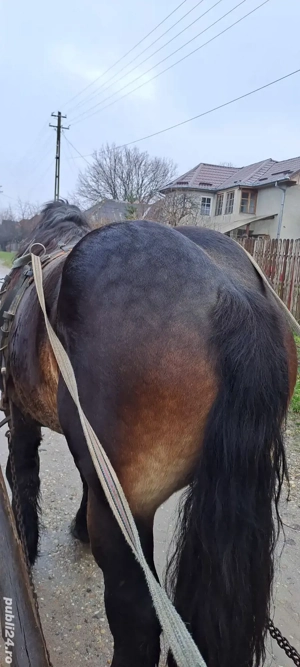 Vand armasar de 3 ani - imagine 4