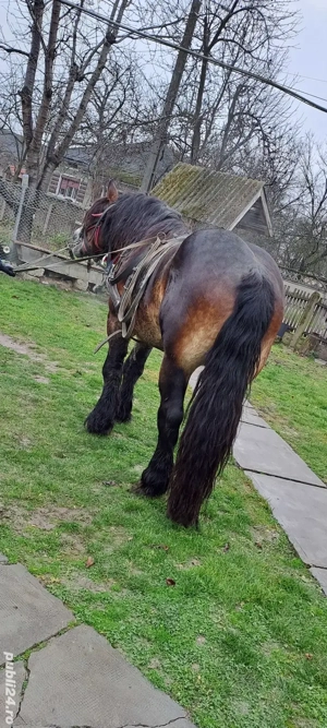 Vand armasar de 3 ani - imagine 3