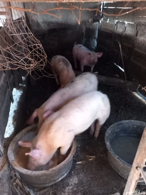 Vând purcei - imagine 2