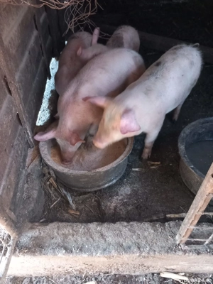 Vând purcei - imagine 4