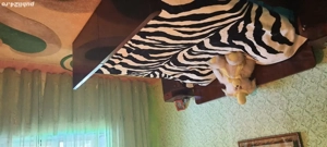 Casă de vânzare  - imagine 8