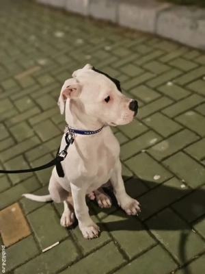 Amstaff 2 luni jumate