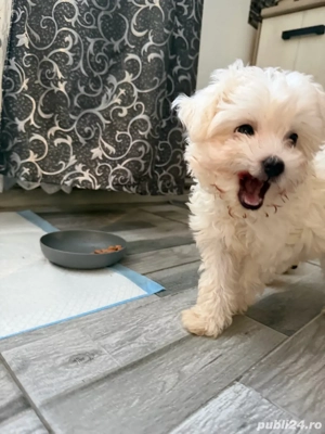 catei bichon mini toy - imagine 2