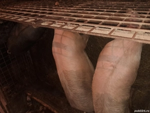 Porci de vanzare  - imagine 2