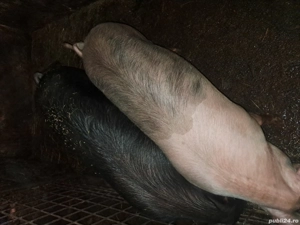 Porci de vanzare  - imagine 4