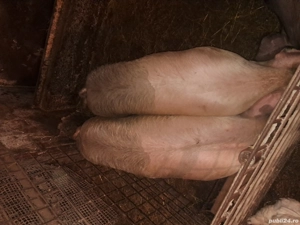 Porci de vanzare  - imagine 3