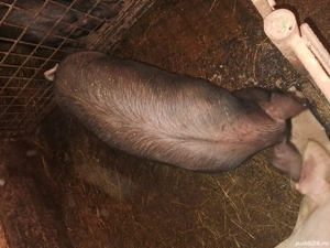 Porci de vanzare  - imagine 5