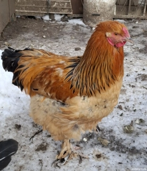 Tineret brahma  - imagine 2