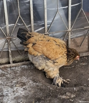 Tineret brahma  - imagine 3