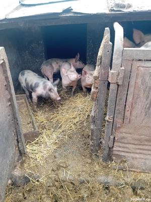 Vând purcei și porci  , crescuți în curte proprie 