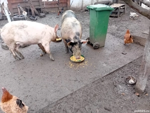 Vând purcei și porci  , crescuți în curte proprie  - imagine 2