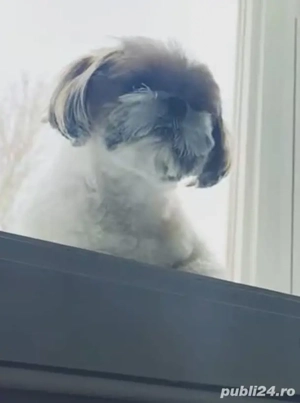 shih tzu băiat ajut cu transport în țară contra cost - imagine 3