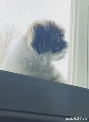 shih tzu băiat ajut cu transport în țară contra cost - imagine 4