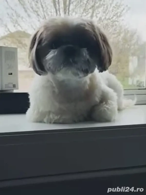 shih tzu ajuut cu transport în țară contra cost