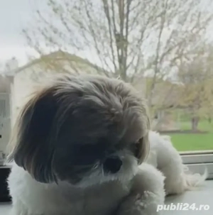 shih tzu băiat ajut cu transport în țară contra cost - imagine 2