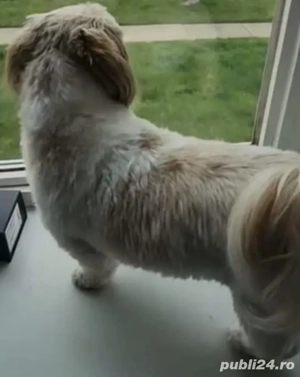 shih tzu băiat ajut cu transport în țară contra cost - imagine 5