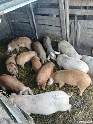 De Vânzare soldani 30 35 kg unul 