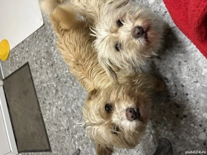 Donez două cățelușe Ilfov 