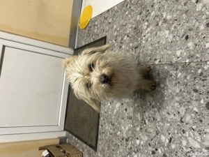 Donez două cățelușe Ilfov  - imagine 2