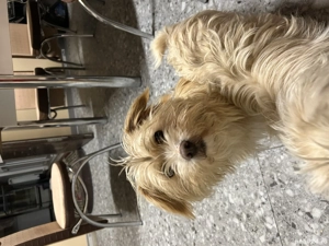 Donez două cățelușe Ilfov  - imagine 3