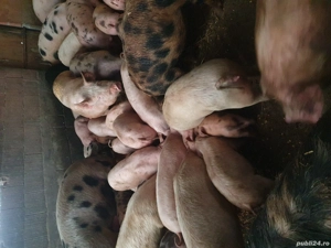 purcei soldani disponibil  - imagine 4