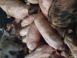 purcei soldani disponibil  - imagine 3