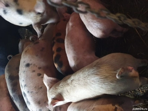 purcei soldani disponibil  - imagine 2