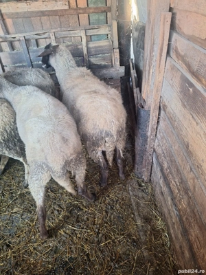 Vând oi carabase gestante