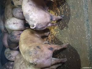 purcei soldani disponibil  - imagine 5