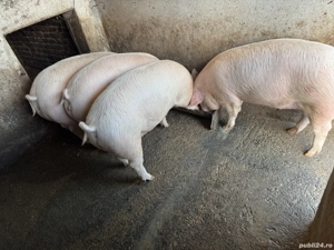 Vând porci grasi - imagine 2
