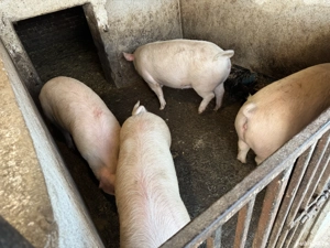 Vând porci grasi - imagine 3