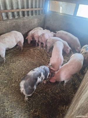 Vând purcei marele alb cu duroc - imagine 2