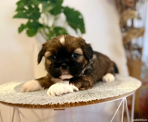 Shih tzu   