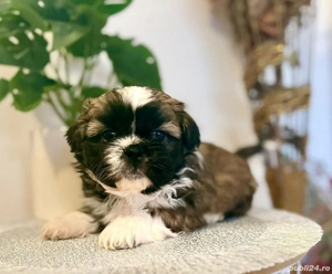 Shih tzu    