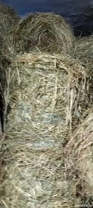 Vand baloti de fan si lucernă 