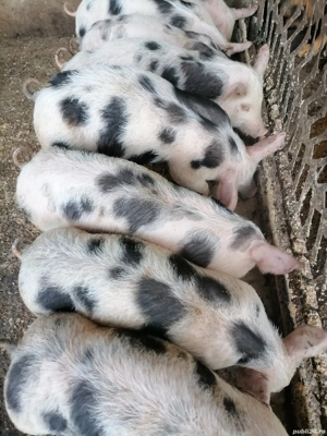 Purcei pietrain de vânzare 