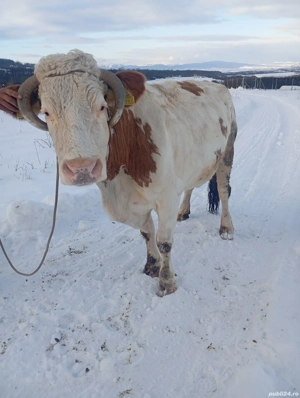 de vânzare o vaca gestanta 
