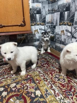 vand pui de husky - imagine 4