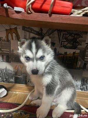 vand pui de husky - imagine 2