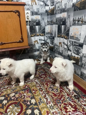 vand pui de husky - imagine 5
