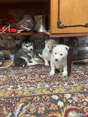 vand pui de husky - imagine 3