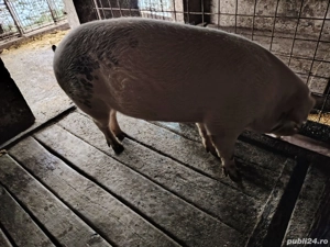 Vând porc crescut în propria gospodărie 