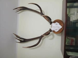 Trofeu cerb carpatin